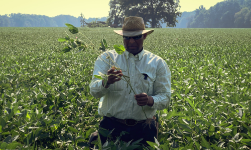 图为阿肯色州种植大豆和水稻的农民站在田地中央, waist-deep in his crop, 手里拿着一株植物的茎，仔细察看